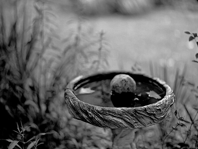 Edit_Pentax-6x7-w-smc-P67_105mm-f2.4_UXF-400-at-800_Xtol-1-1_16min_68-degrees_5DSR_NLP-000033