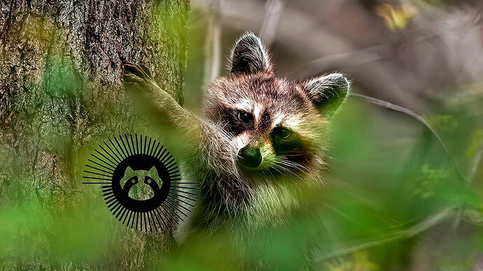ResoluteRacoon_1920px