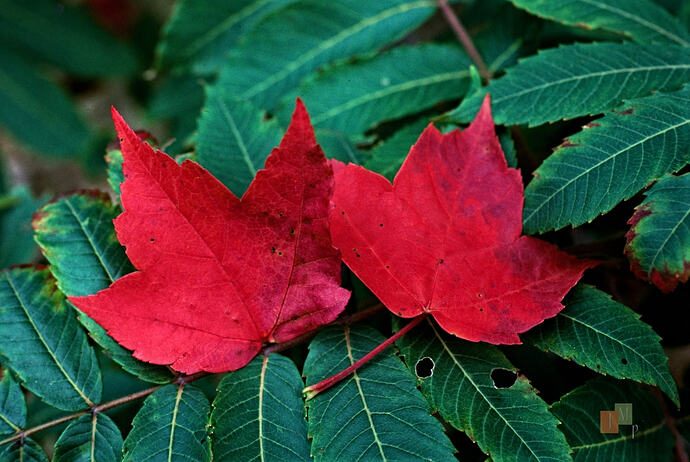 Together_Nikon-FM_35-105mm-ais_Velvia-50_085A2791_FP-rz
