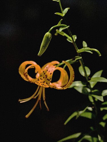 TigerLily_645Z-Pentax67_200mm-f4-adapted_6450135_fx_rz
