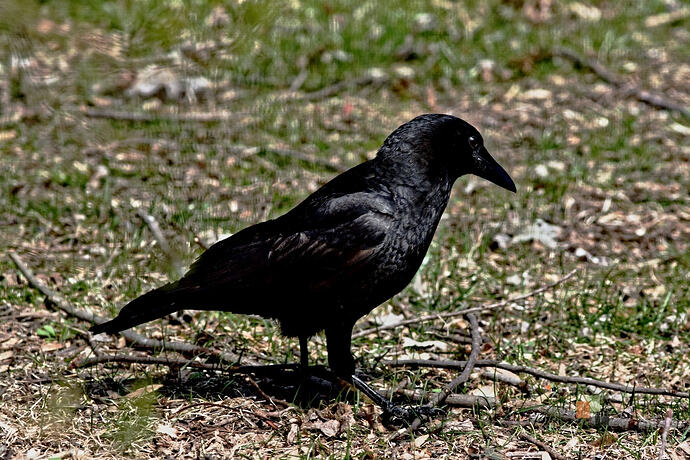 Crow_7DM28756_FP_rz