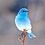 Blue_bird