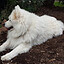 guiverc's profile